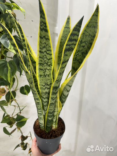 Сансевиерия лауренти 55 см