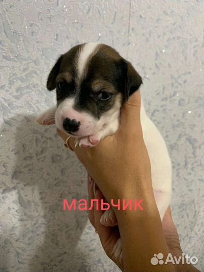 Щенки Джек рассел терьера