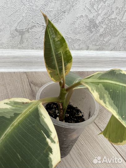 Фикус тинеке