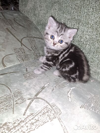 Британские котята