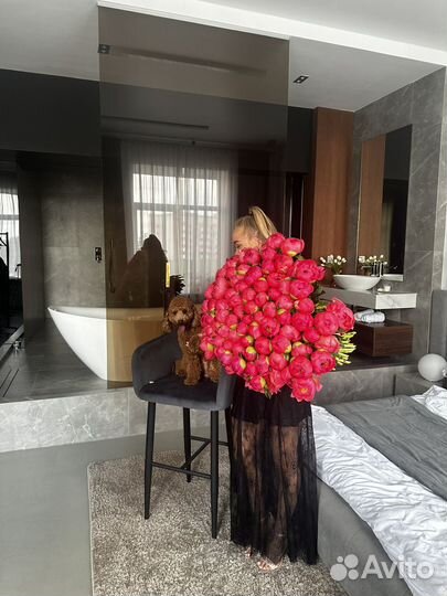 Собака для фотосессии той пудель