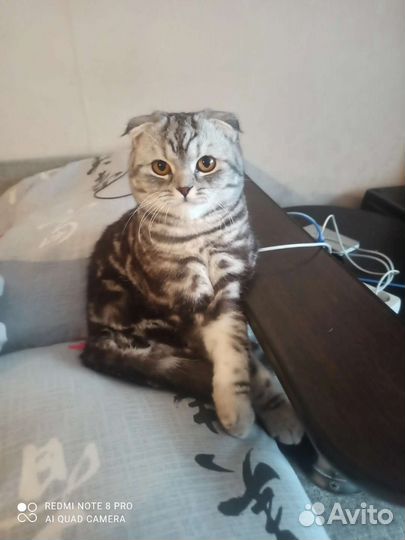 Шотландский кот вязка