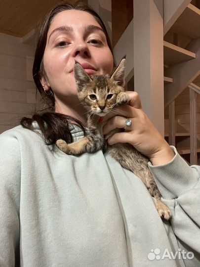 Котята, Девочки Чаузи ф4