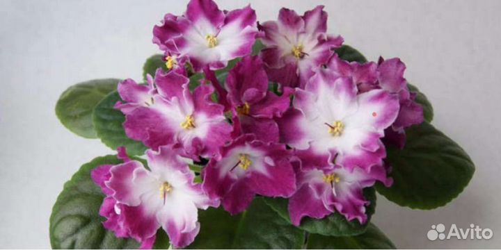 Сортовые фиалки