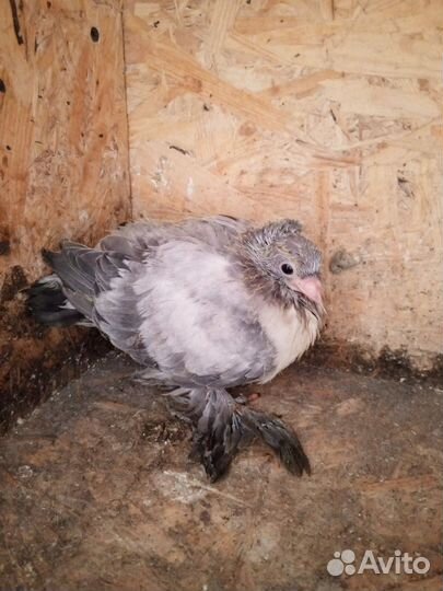 Голуби среднеазиатские бойные