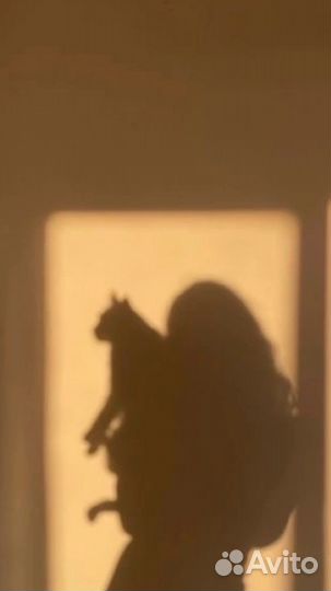 Догситтер, Няня для кошки, собаки