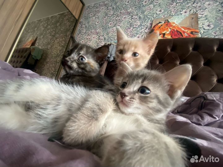 Котики в добрые ручки