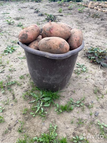 Продам картофель