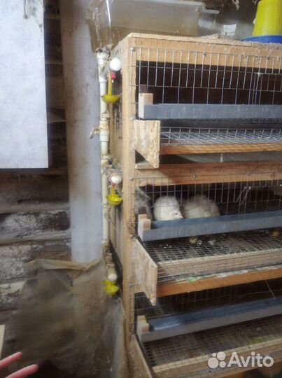 Клетки для перепелов б/у