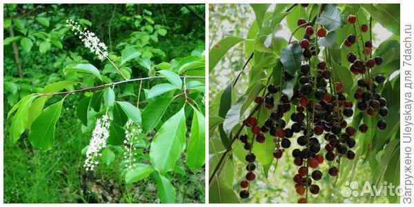 Черемуха поздняя (Padus serotina) съедобная