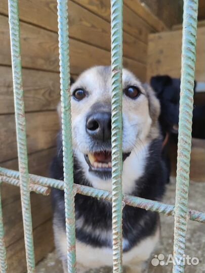 Собака с огромным сердцем никому не нужна