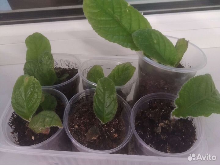 Стрептокарпусы, детки