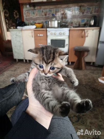 Отдам бесплатно