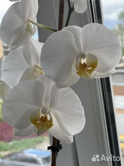 Орхидея