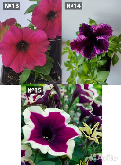 Петуния ампельная вегетативная рассада