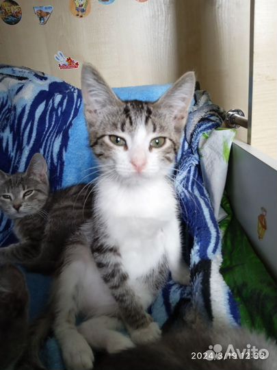 Котенок в добрые руки