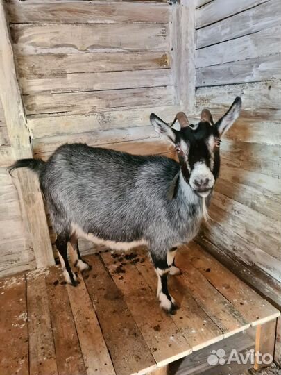 Козье молоко