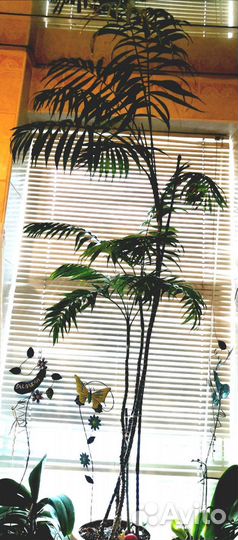 Хамедорея арека, сансевиерия, Молочай Эуфорбия