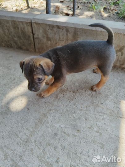 Той-терьер щенки