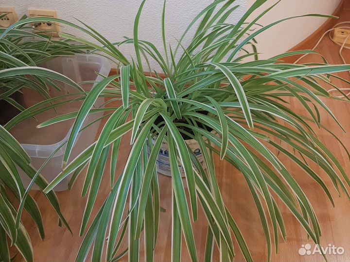 Хлорофитум