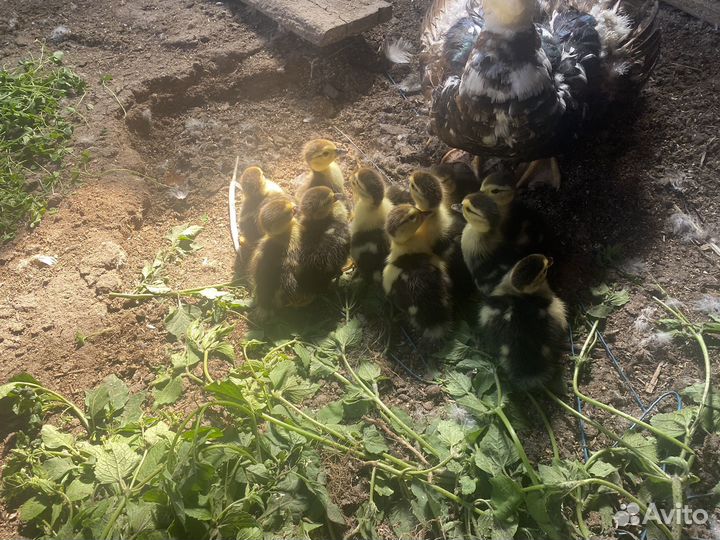 Мускусные утки индоутки индоутята