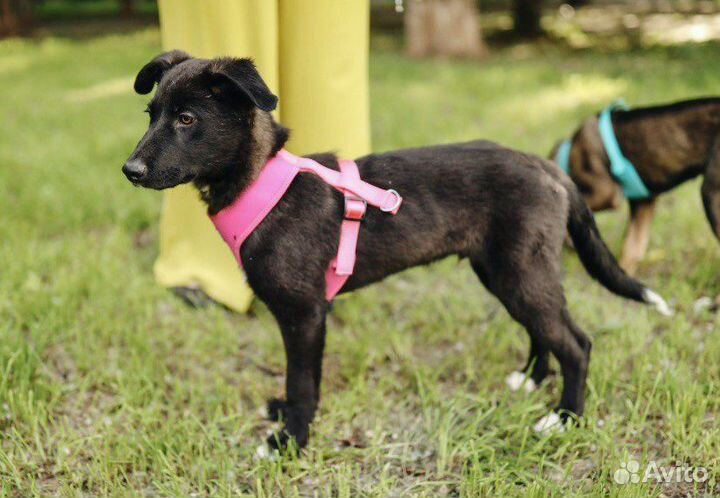 Щенок в добрые руки Коди