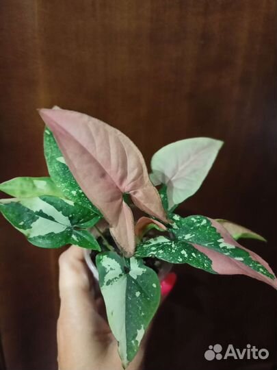 Сингониум ред спот триколор