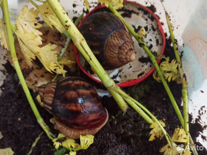 Ахатины бесплатно