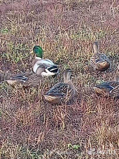 Утки и селезни подсадные