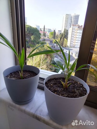 Продам пальму