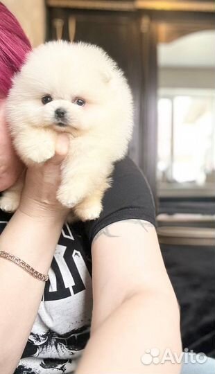 Самые красивые померанцы