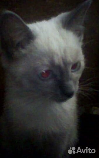 Тайский котенок 2 месяца мальчик