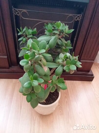 Денежное дерево, Толстянка, крассула