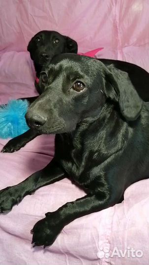 Малорослый метис в до