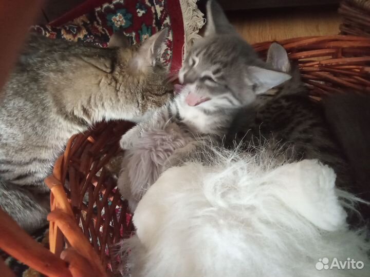 Котята в добрые руки приучены к лотку