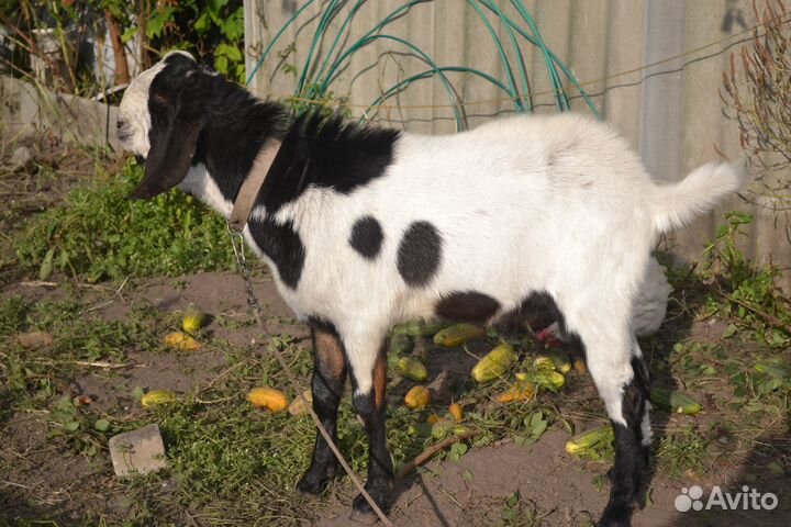 Вязка козёл