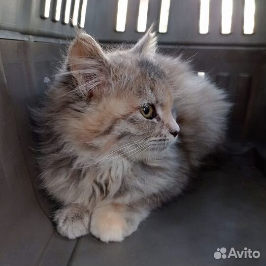 Котенок девочка трехцветная