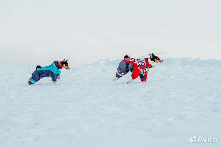 2 собаки для фотосессий (басенджи) / прогулка с со
