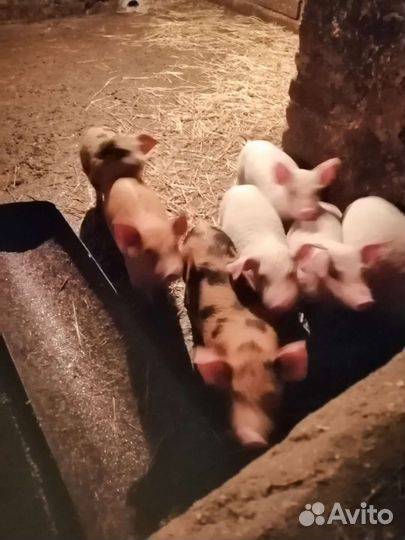 Продаю поросят