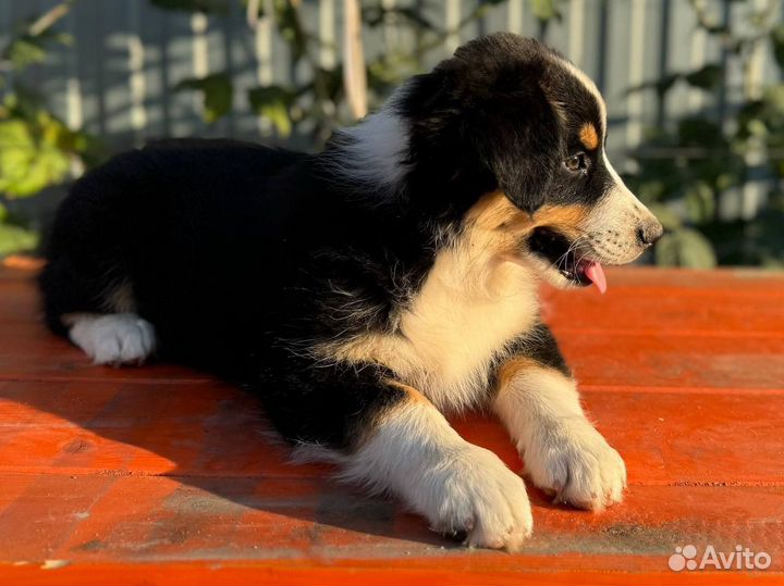 Щенки Аусси