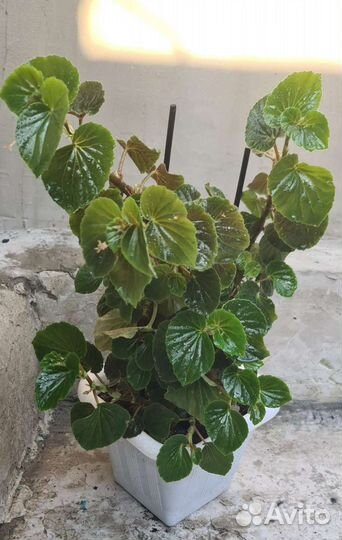 Бегония вечноцветущая