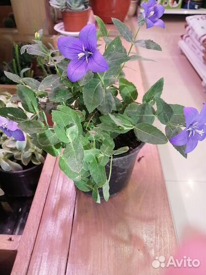 Платикодон