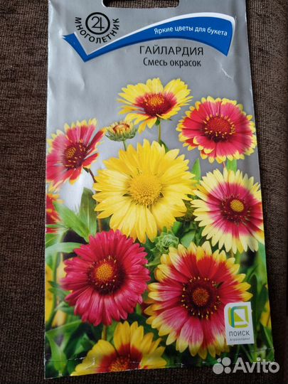 Гайлардия.Рассада