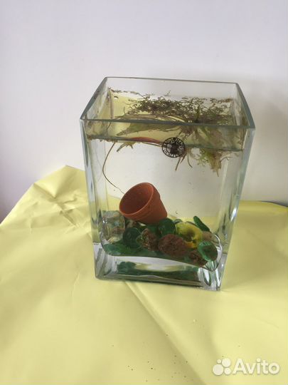 Декоративный крошечный аквариум