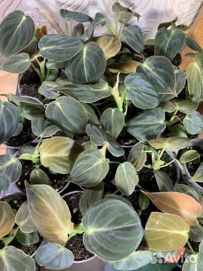 Филодендрон меланохризум