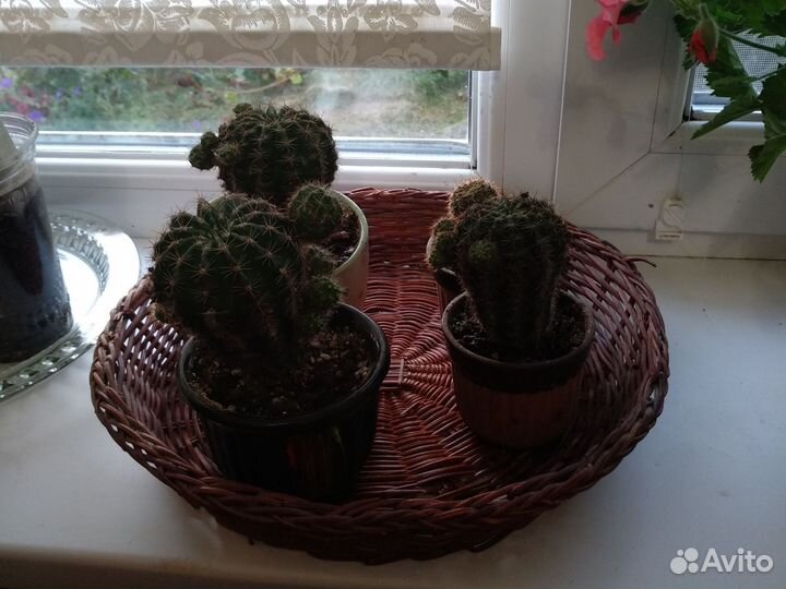 Кактус