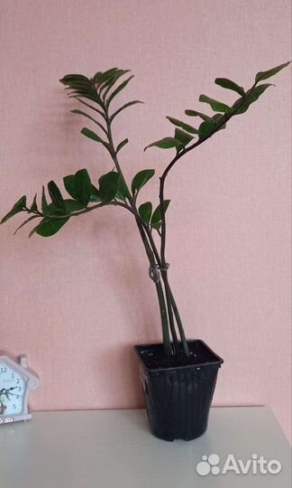 Замиокулькас