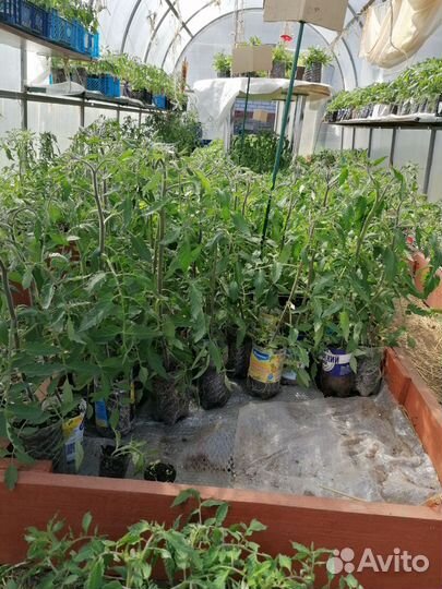 Рассада помидор