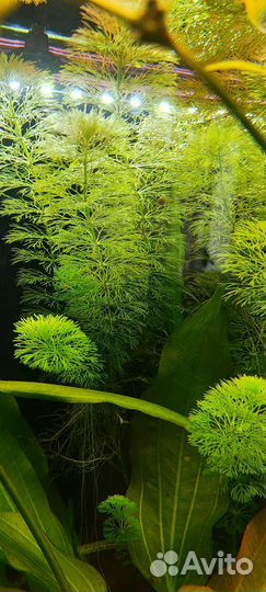 Аквариумное растение