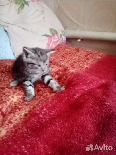 Британские котята